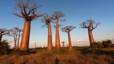 A landscape with tall, slender trees with thick trunks and sparse branches, set against a clear blue sky.