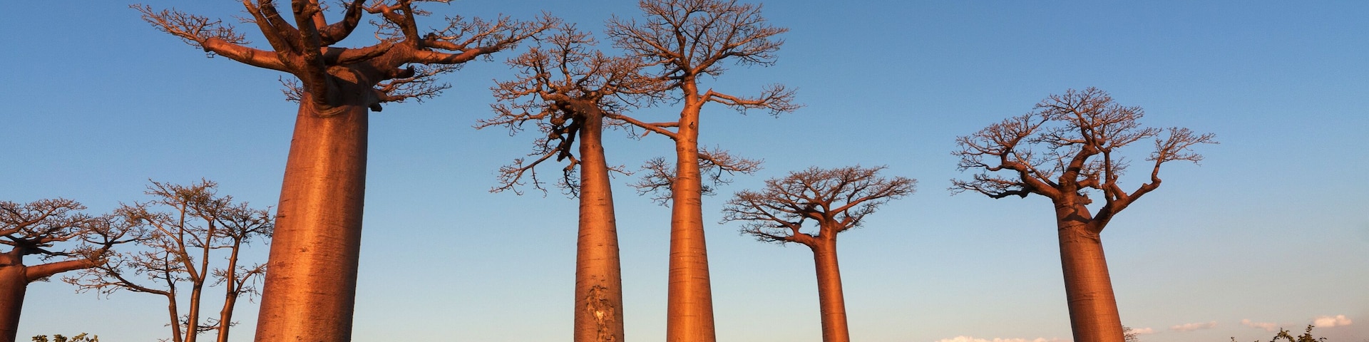 Baobab alley, Madagascar