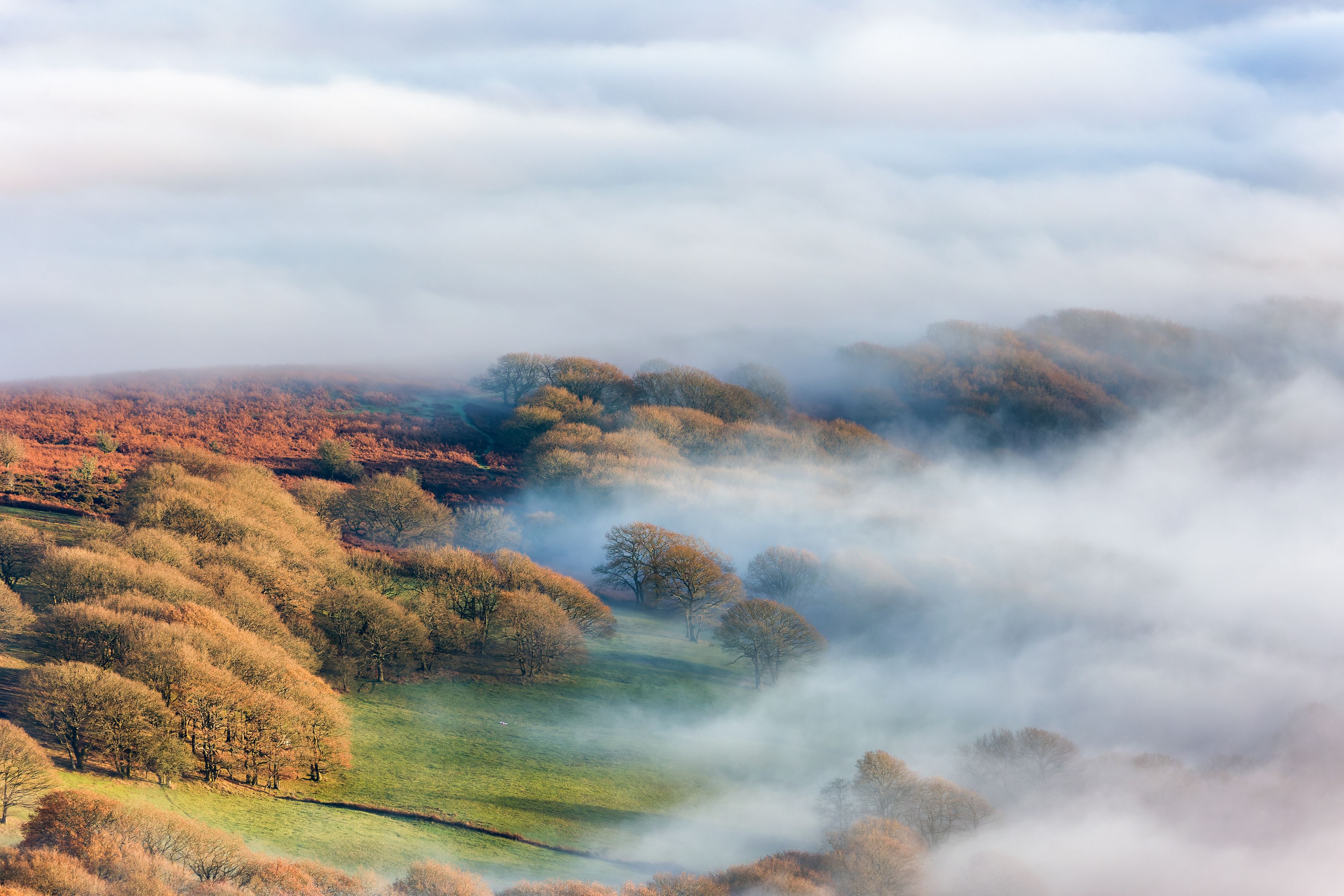 Trees and farmland emerging from a sea of fog on an autumn day