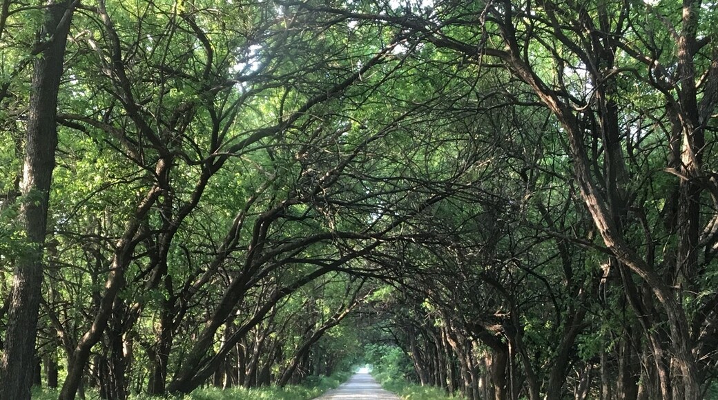 Country road in rural Kansas lined with Osage Orange trees.