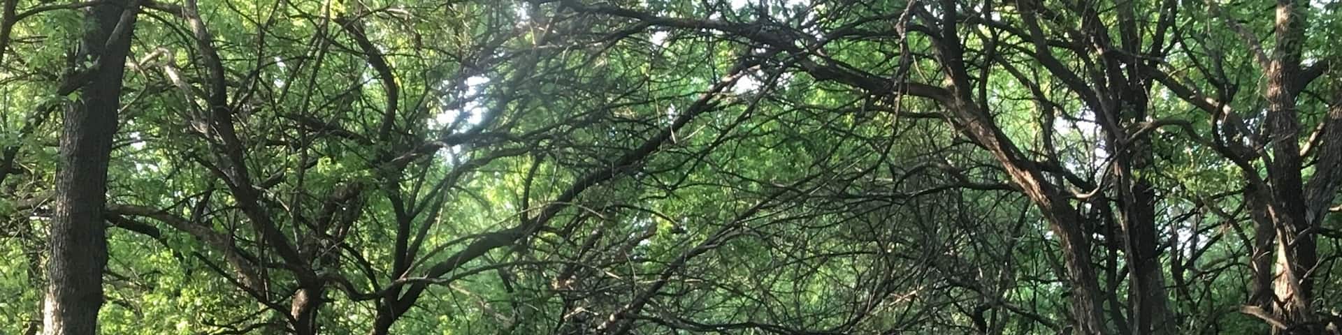 Country road in rural Kansas lined with Osage Orange trees.