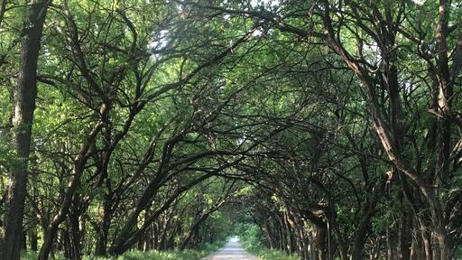 Country road in rural Kansas lined with Osage Orange trees.