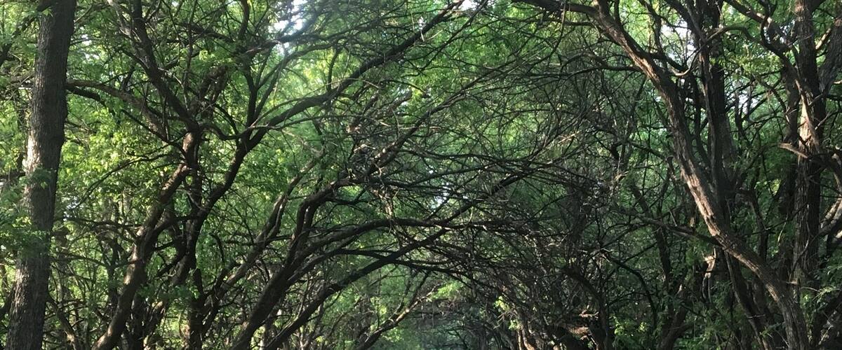 A gravel road flanked by trees forming a canopy.