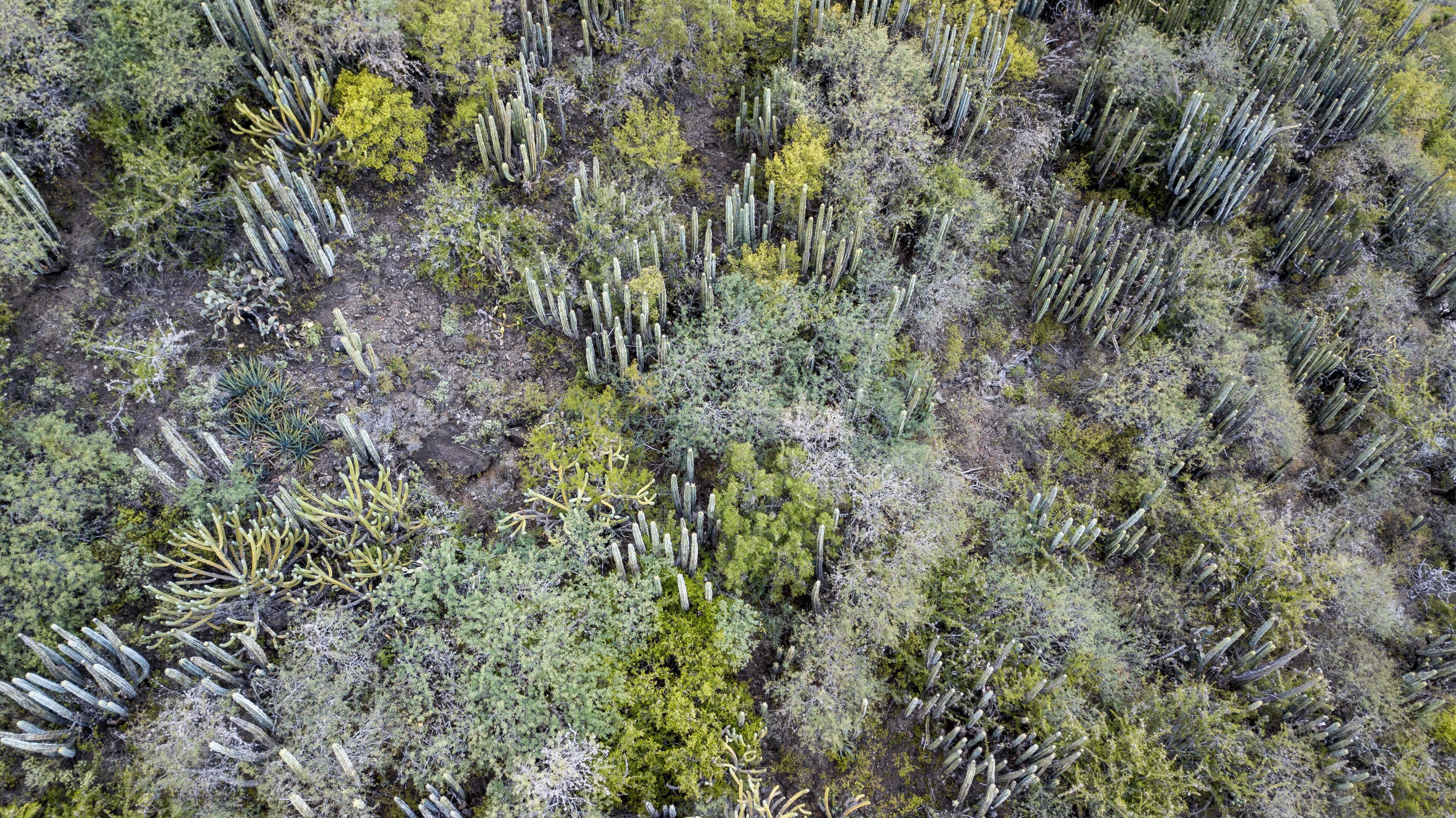 เมตซ์ติตแลน