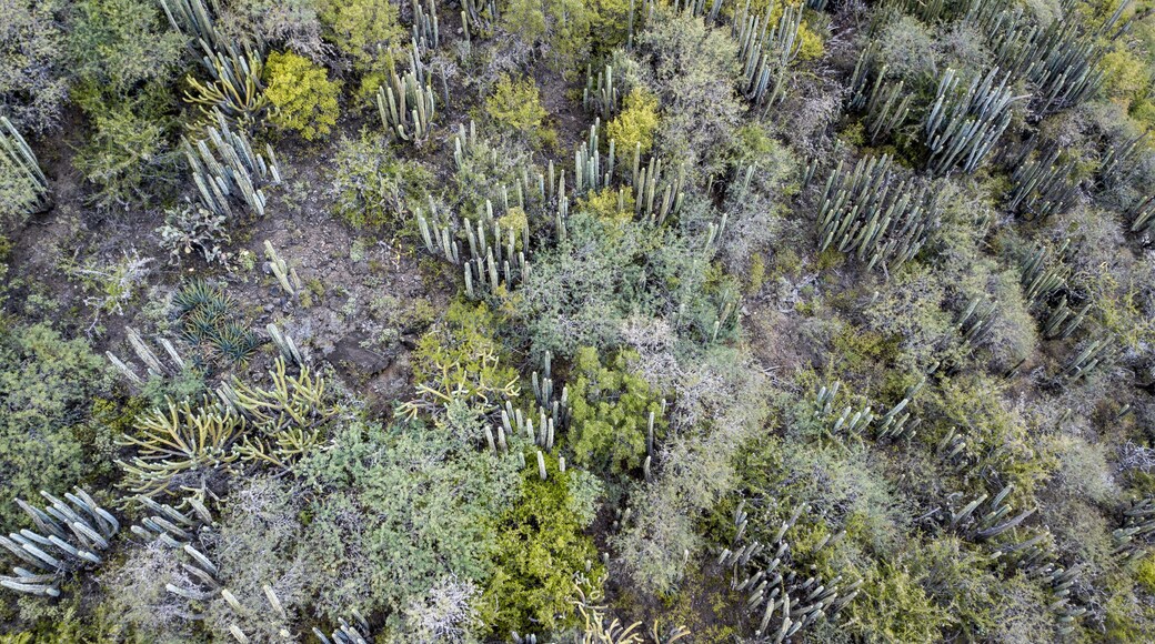 เมตซ์ติตแลน