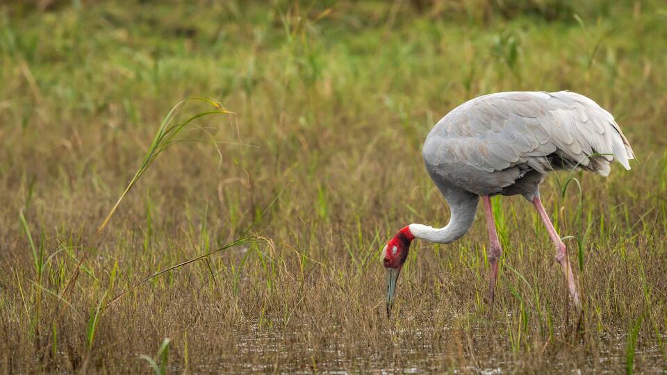 A bird with a red head and long legs standing in a marshy area with tall grasses.