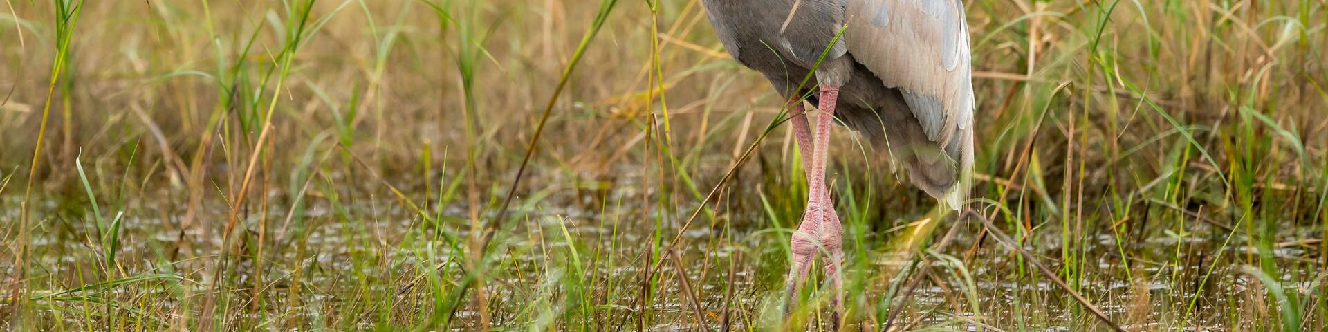 sarus crane or Grus antigone closeup with water droplets in air from beak in natural green background during winter excursion at keoladeo national park or bharatpur bird sanctuary rajasthan india asia