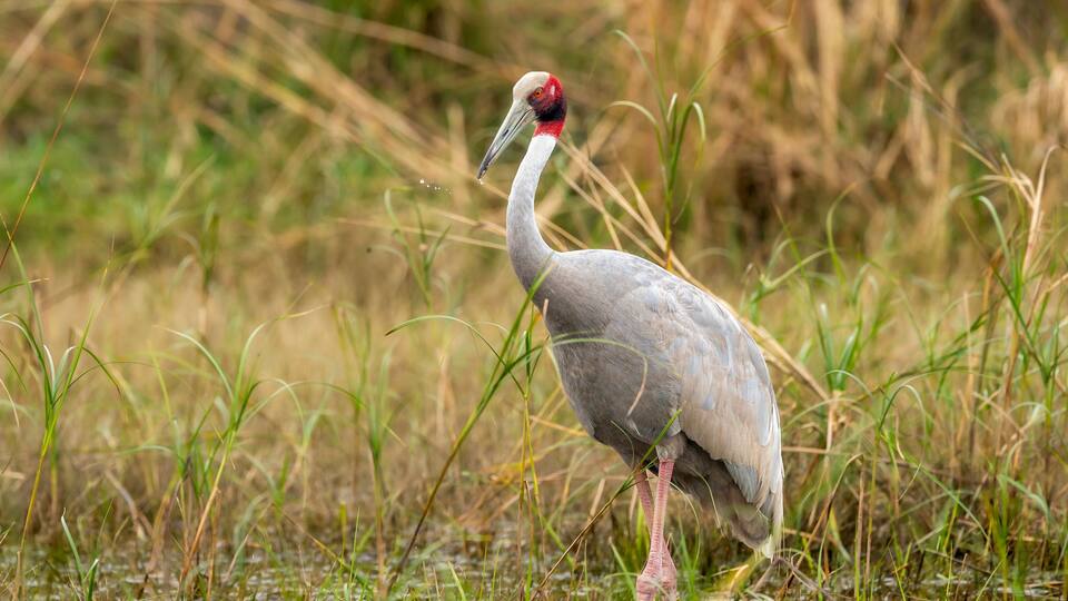 A bird standing in a marshy area with tall grasses.