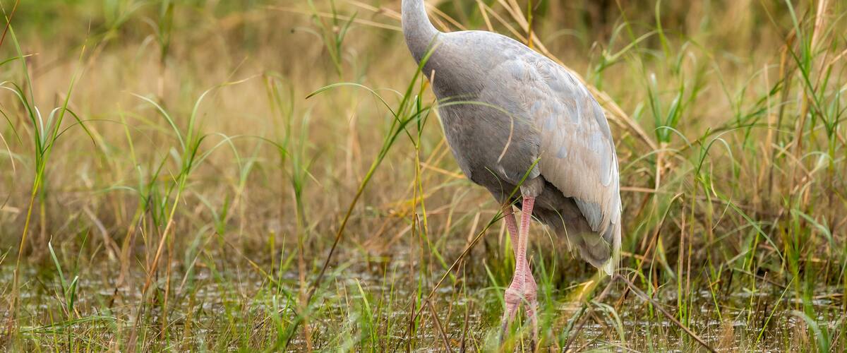 A bird standing in a marshy area with tall grasses.