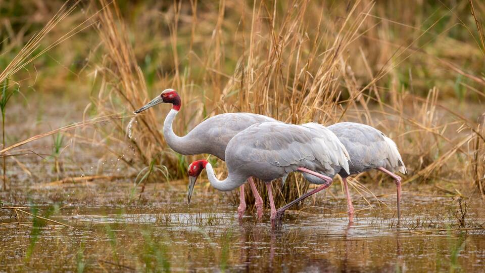 Two white birds with red heads standing in shallow water among tall grasses.