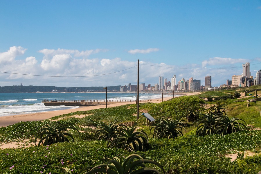 Plant Vegetation Growing on Dunes with Pier and Bluff in Background