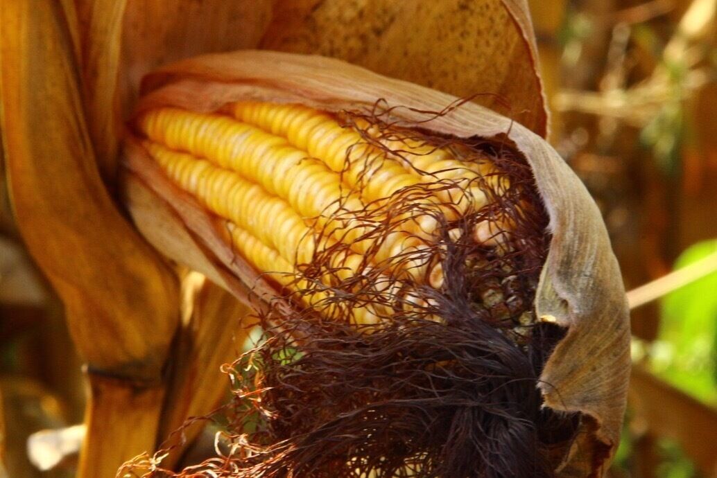 Stopped along side the road near Emmett,playing with the camera.