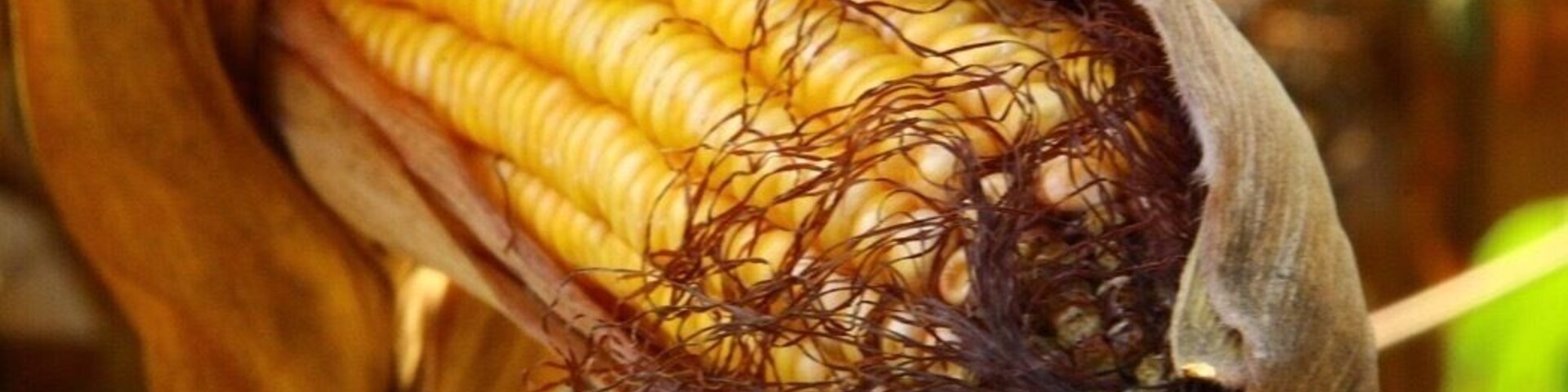 Close-up de uma espiga de milho com grãos amarelos e palha.