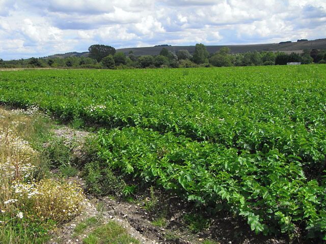 Farmland, Pewsey A field of potatoes just above the River Avon west of Sharcott. The scarp of Pewsey Hill is in the background.