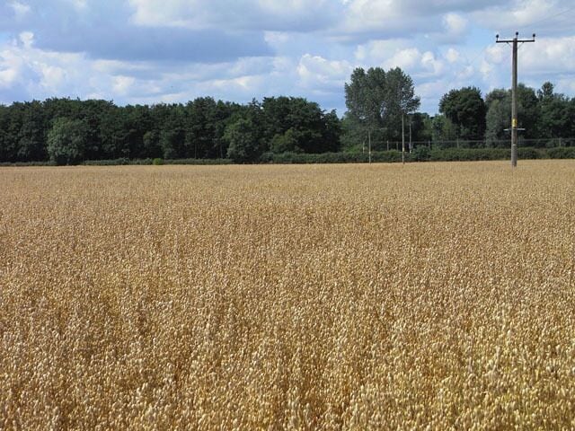 Farmland, Manningford Bohune A crop of oats on flat land to the east of the River Avon.