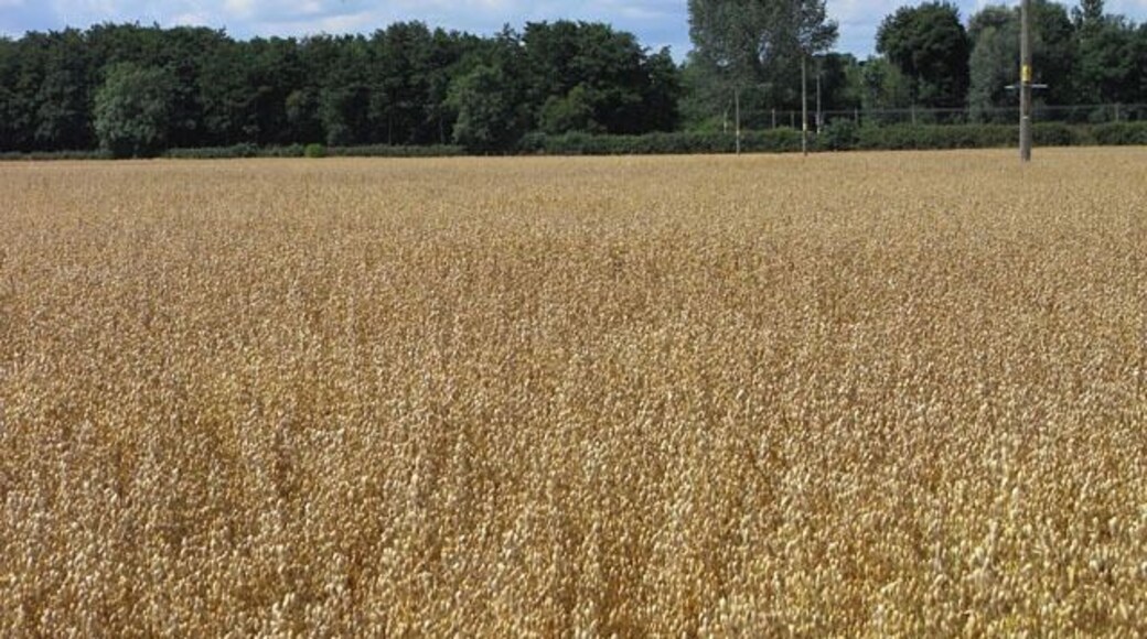 Farmland, Manningford Bohune A crop of oats on flat land to the east of the River Avon.