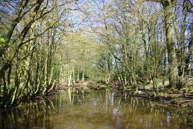 Pond, Coombe Farm There is a string of such ponds at roughly the same contour nearby, a good sign that they were probably iron ore diggings.