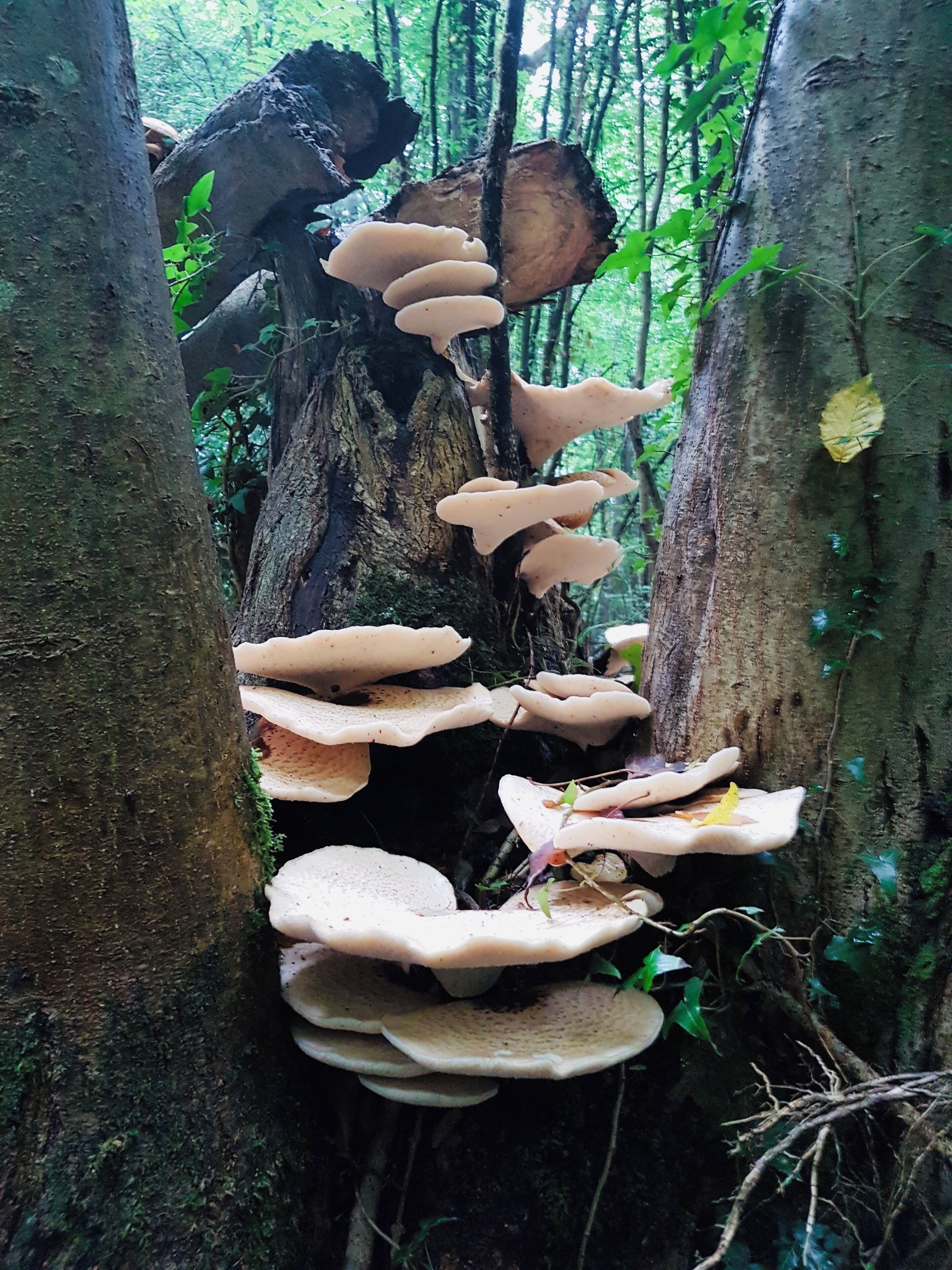 The Garden of England