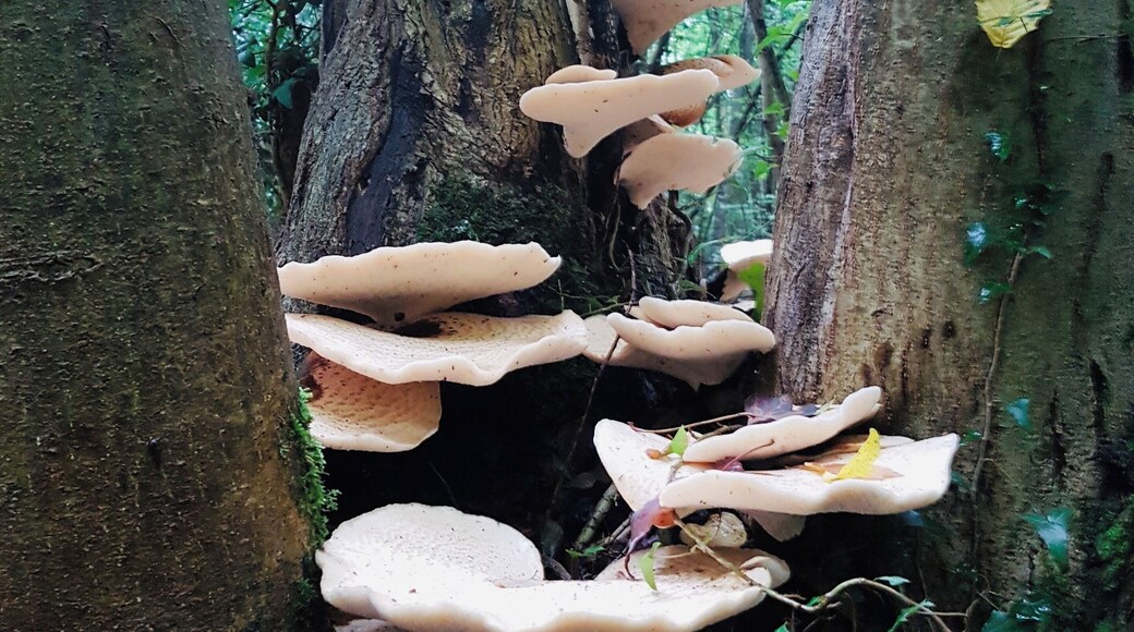 The Garden of England