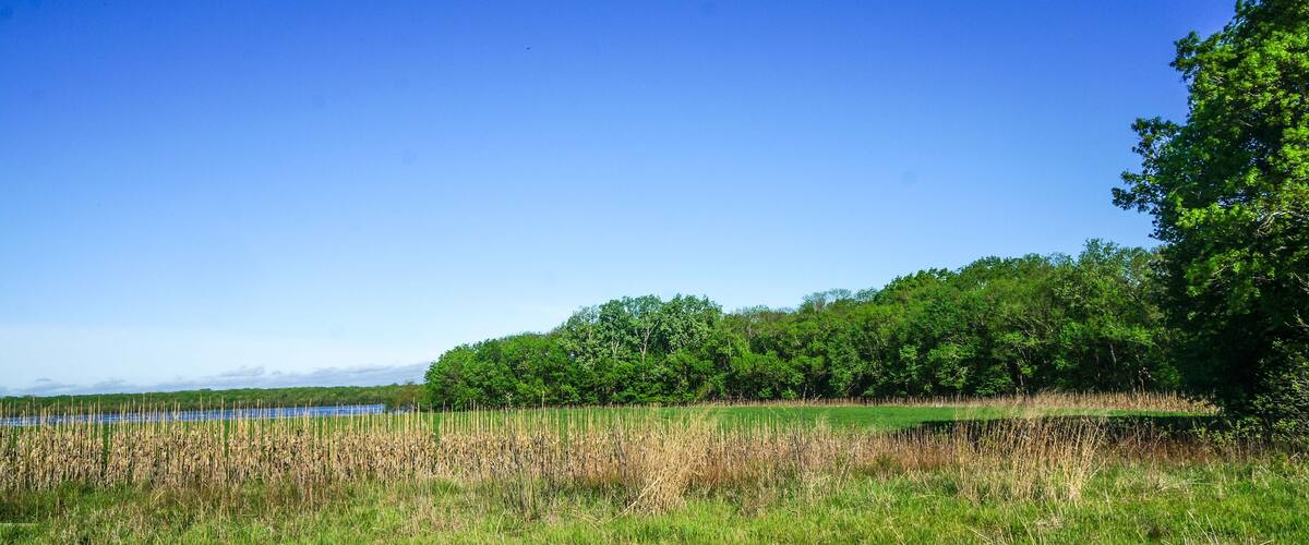 A grassy field with a lake and a forest in the background.