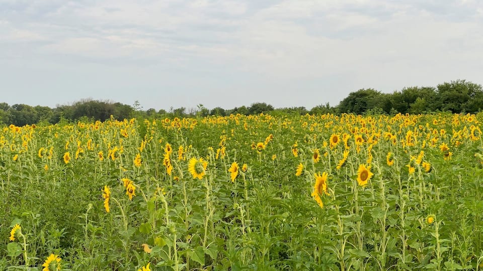 A sunflower field with a line of trees in the background.