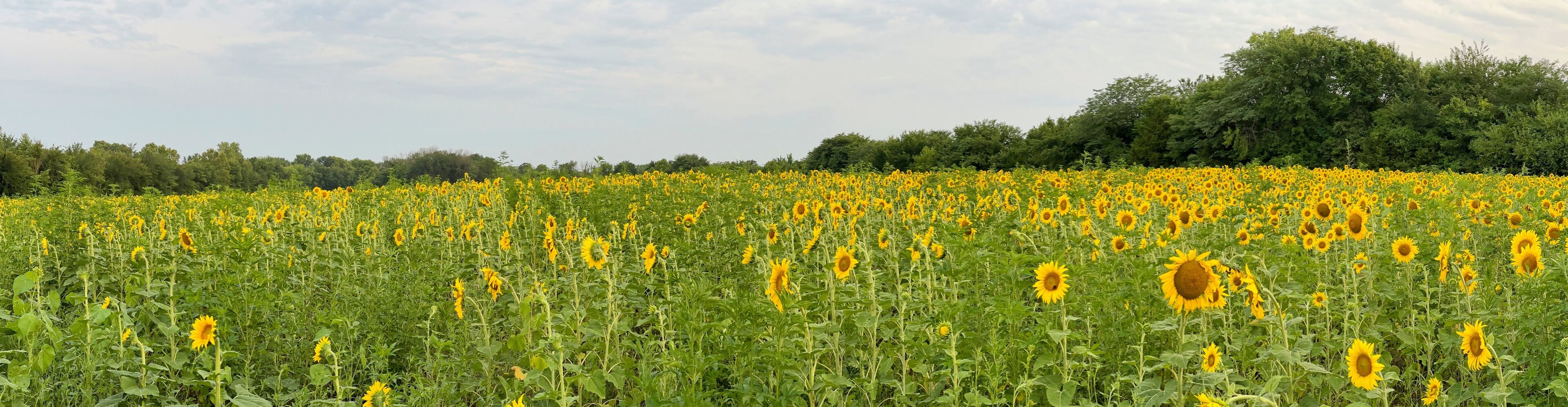 A sunflower field with a line of trees in the background.