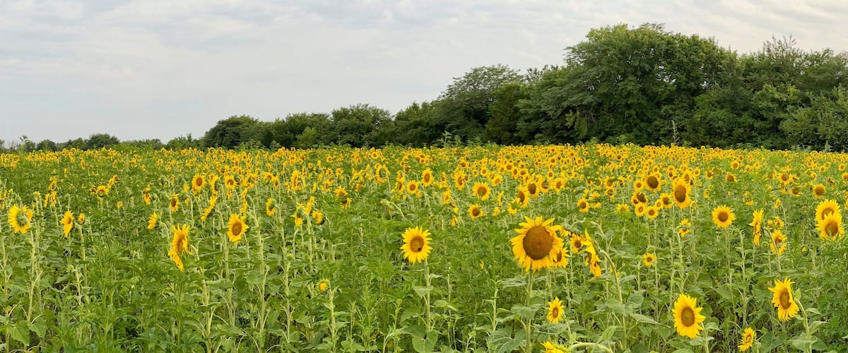 A sunflower field with a line of trees in the background.