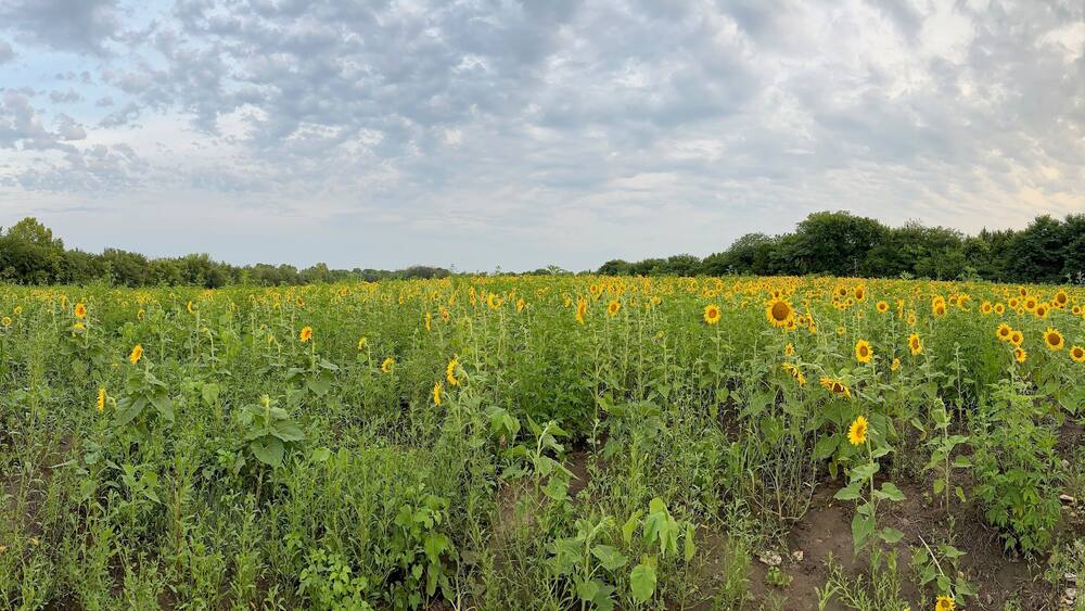 Beautiful Public Sunflower Near Hillsdale Kansas