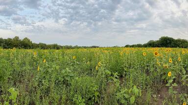 A sunflower field under a cloudy sky.