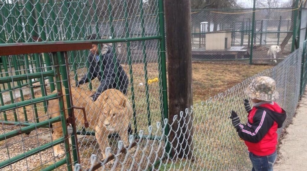 Watching my cousin take care of wild big cats.