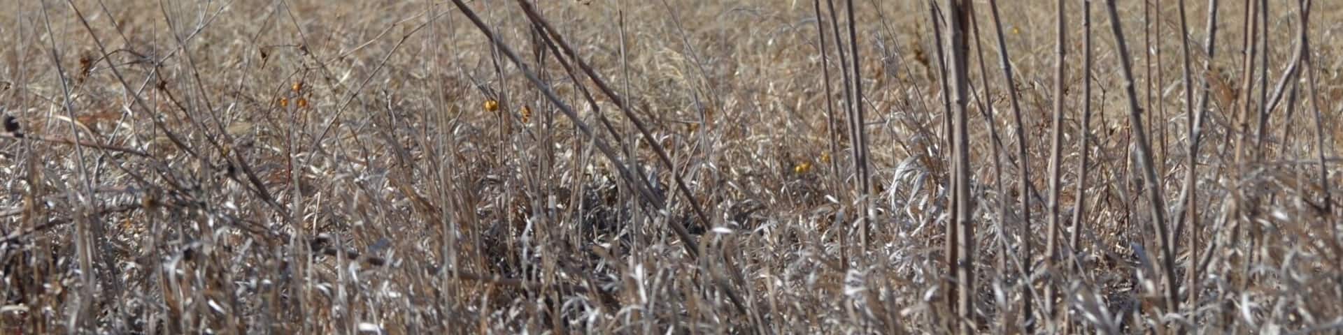 Life on the Prairie! This silhouette scene atop a hill in the middle of Kansas farm country proves that art really is all around us....you just have to look for it!