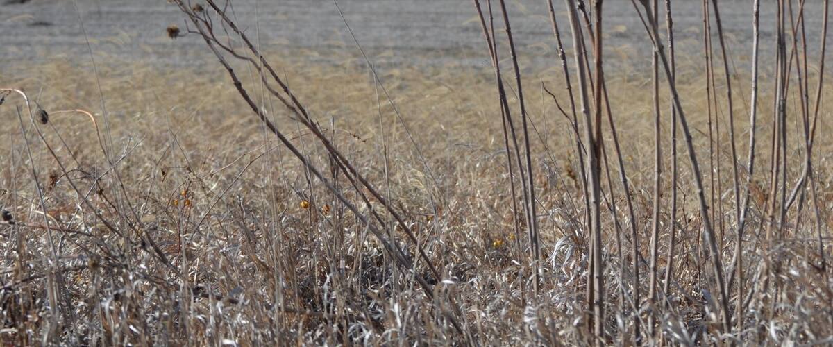 A dry grassland with tall, thin plants and a clear blue sky.