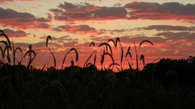 Native Kansas grass highlighted by the #GoldenHour. #WeekendGetaway