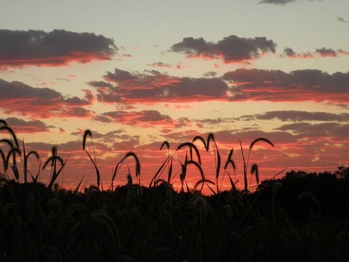 A sunset over a field of tall grasses with a sky filled with clouds.