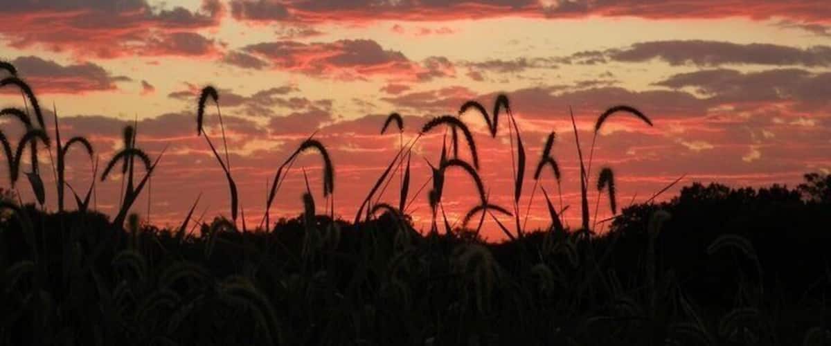 A sunset over a field of tall grasses with a sky filled with clouds.