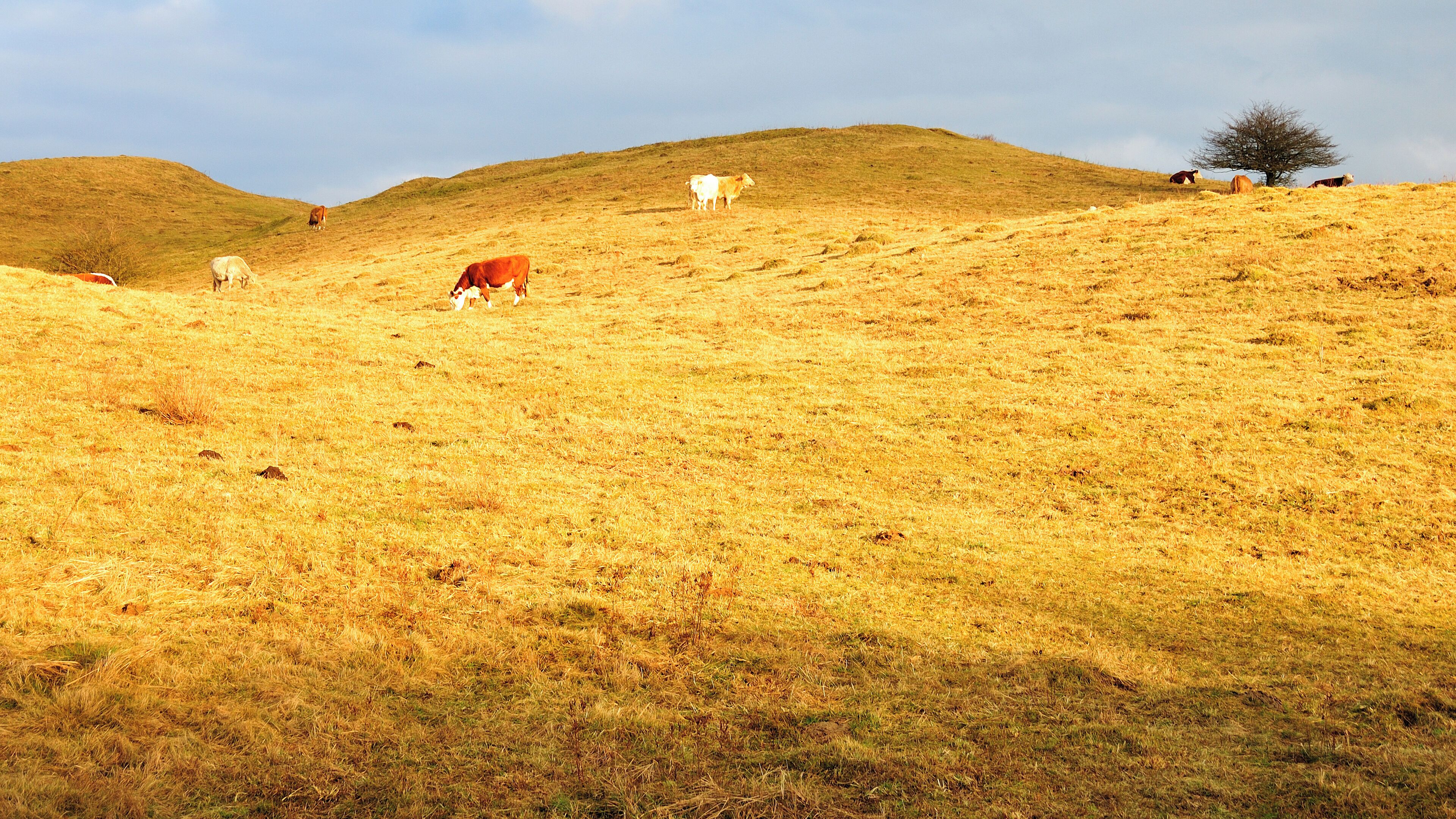 Rinder auf der Weide nördlich von Kloster auf der Insel Hiddensee – Nachhaltige Beweidung im Nationalpark Vorpommersche Boddenlandschaft