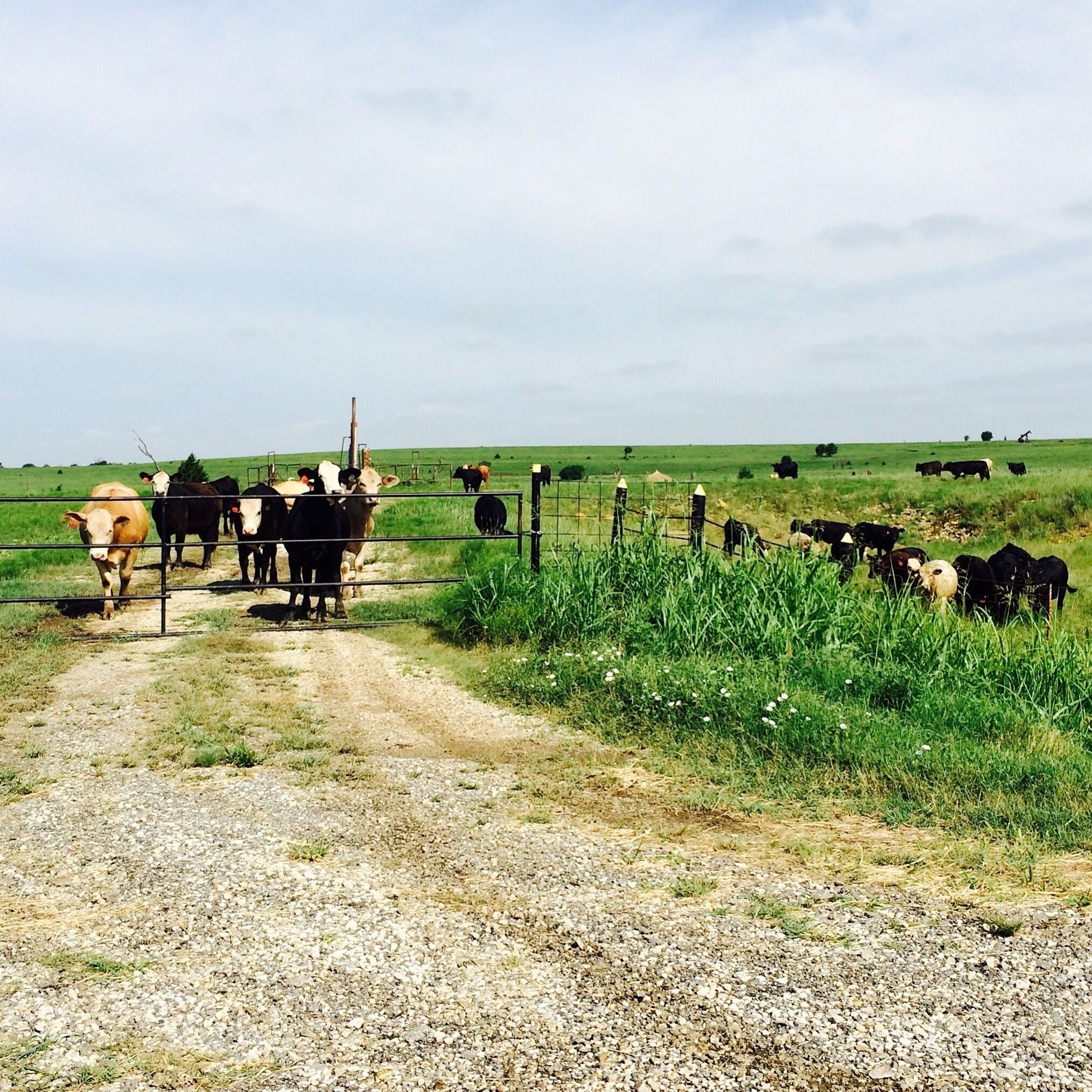 So cute! 

#cow #roadtrip #Kansas