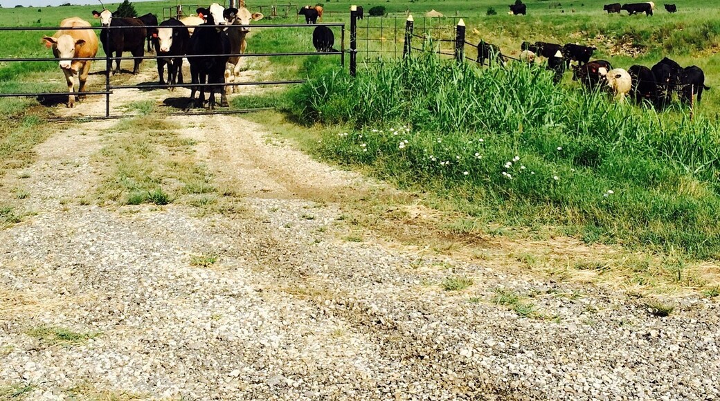 So cute!
#cow #roadtrip #Kansas