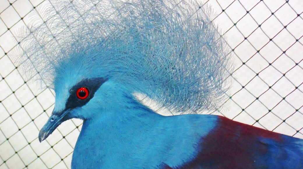 This #blue Victoria crowned pigeon looks like a royalty. It can be viewed at the El Toro Zoo de La Castellana.