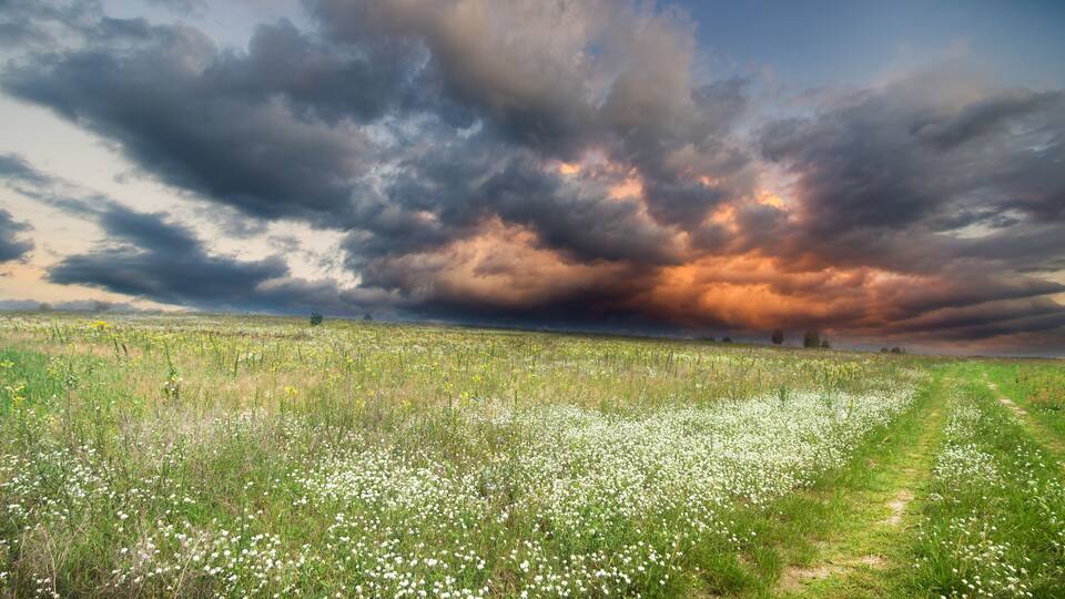 A field of white flowers under a dramatic sky.