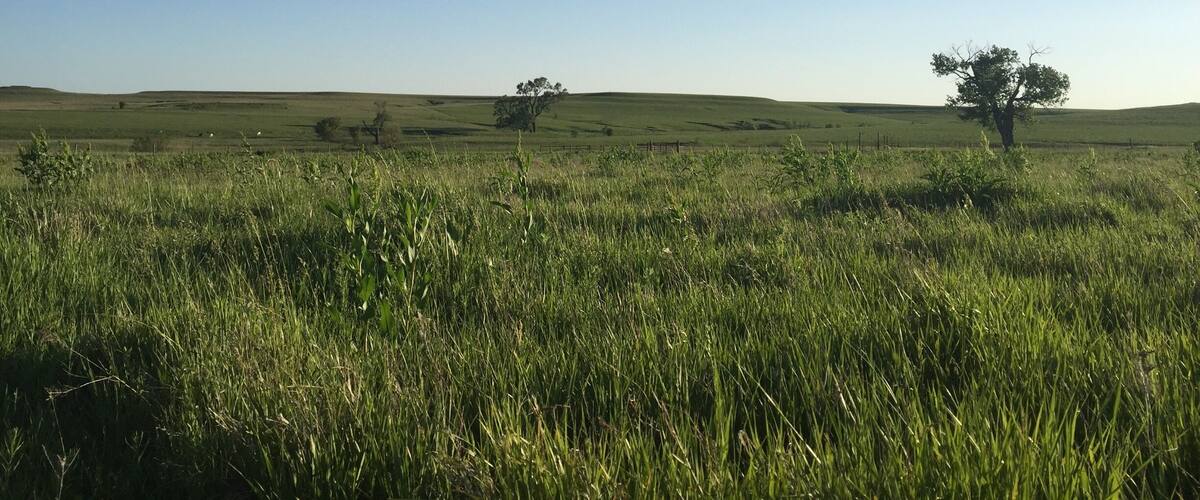 A grassy field with rolling hills and a clear blue sky.