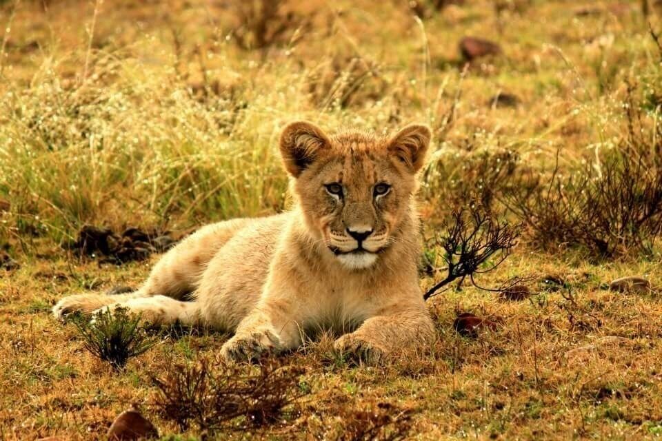 Young lion watching springbok early in the morning.
