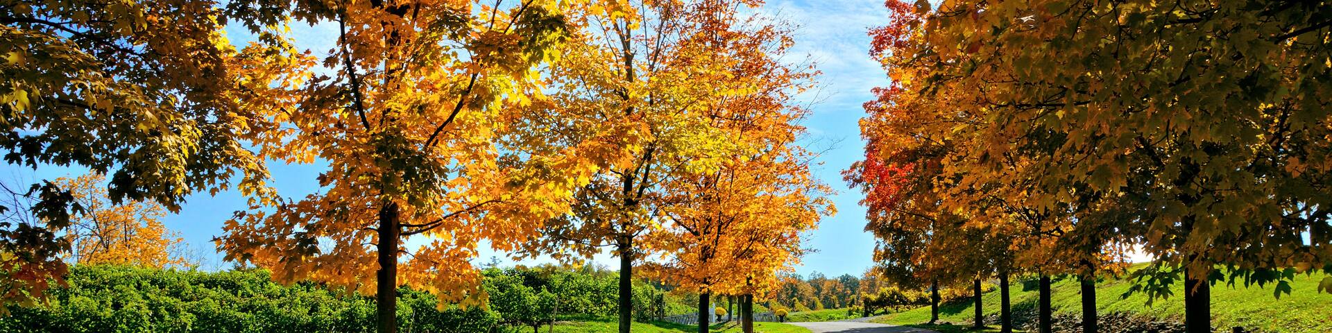 A pathway lined with trees displaying autumn foliage.