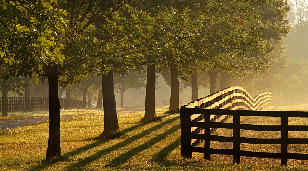 Black fences on horse farm at sunrise on foggy morning, Oldham County, Kentucky