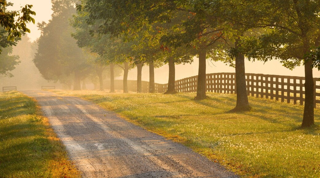 Roadway and fences on horse farm at sunrise on foggy morning, Oldham County, Kentucky