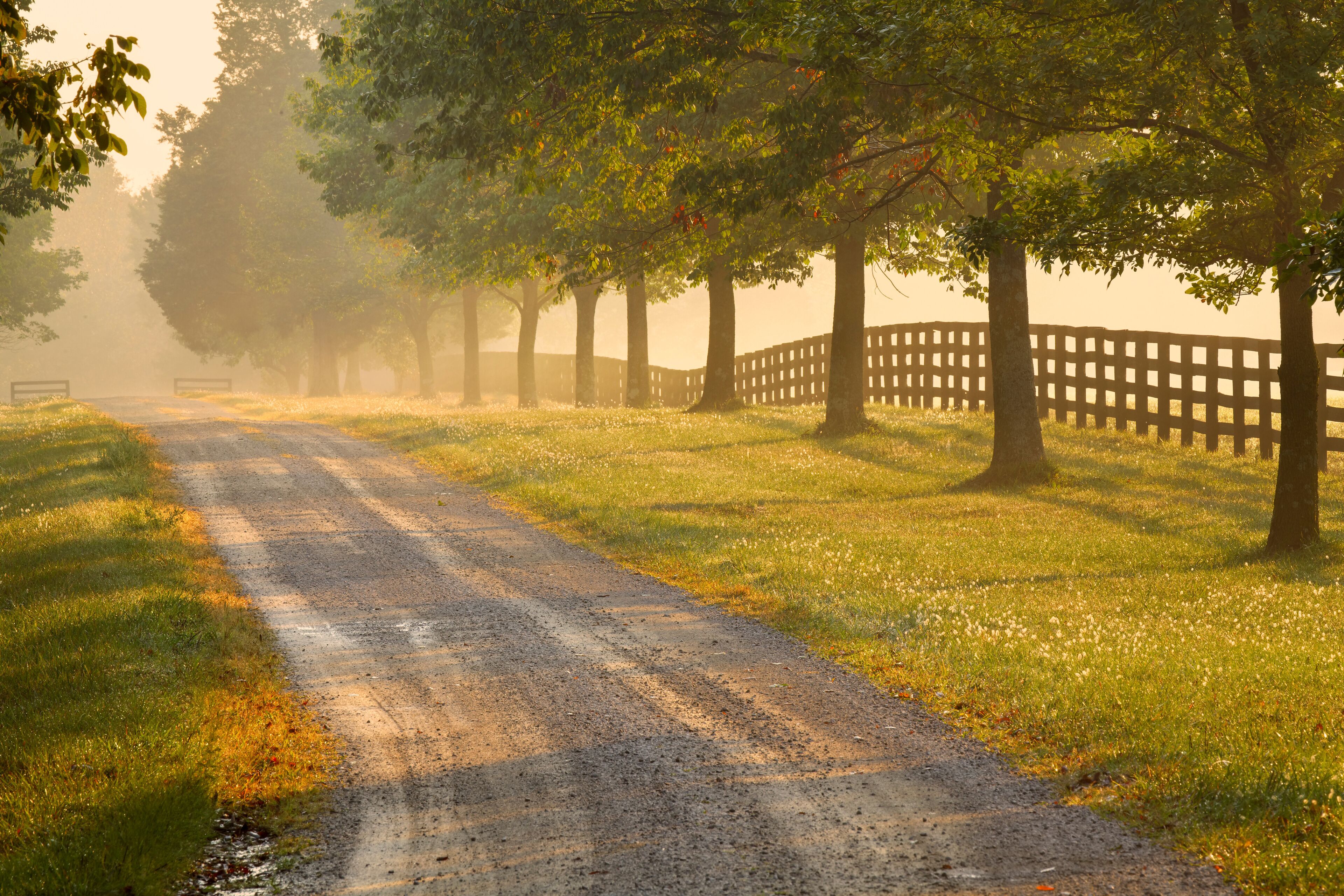 A rural road flanked by trees and a wooden fence.