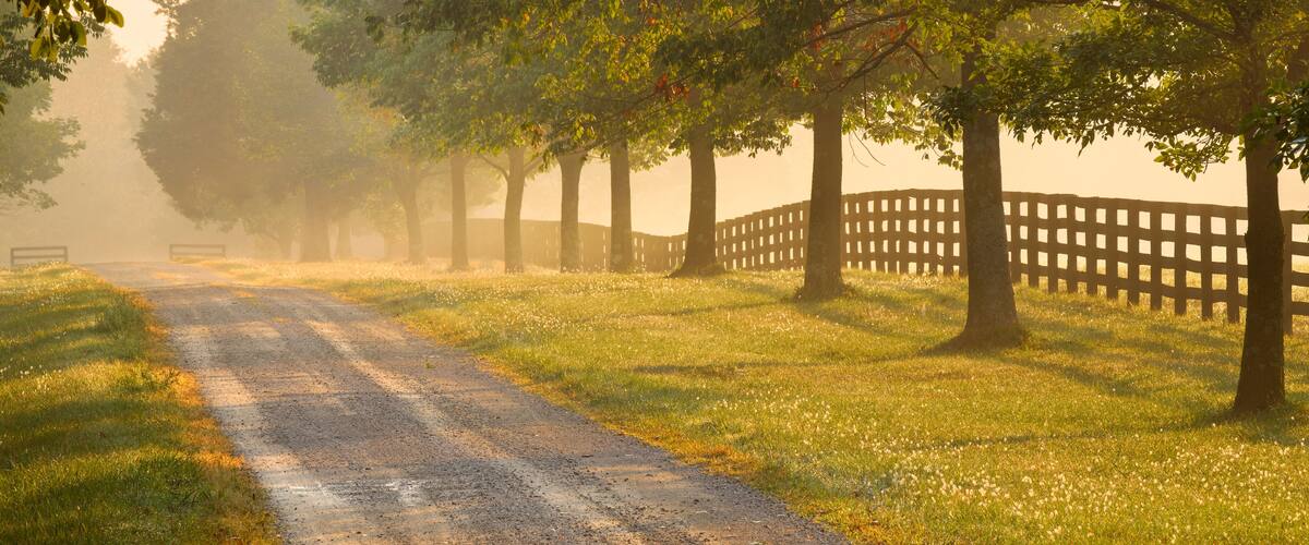 A rural road flanked by trees and a wooden fence.