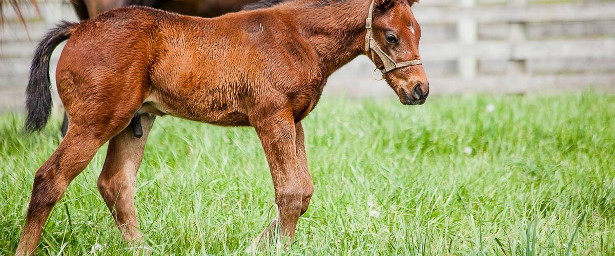 A young brown horse walking in a grassy field with a wooden fence in the background.