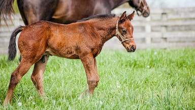 Un caballo marrón joven caminando en un campo lleno de hierba, con una valla de madera al fondo.
