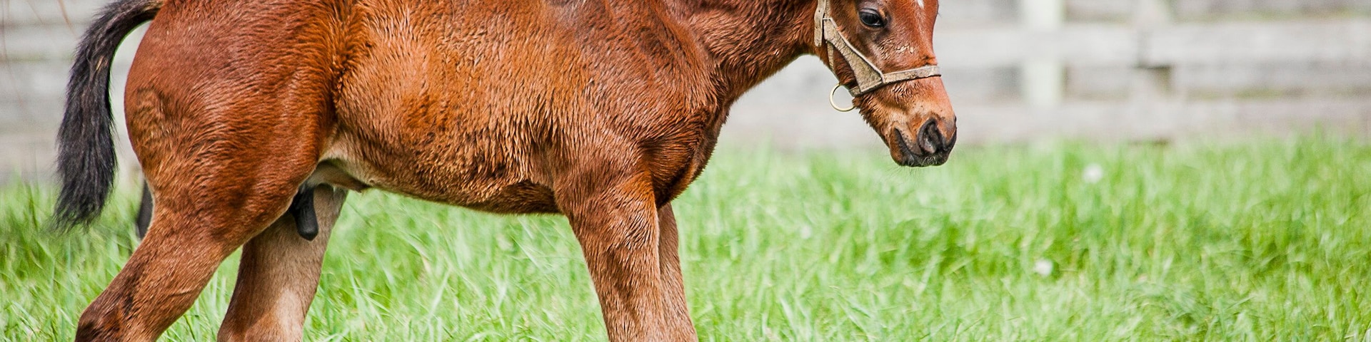 Un caballo marrón joven caminando en un campo lleno de hierba, con una valla de madera al fondo.